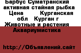 Барбус Суматранский - активная стайная рыбка › Цена ­ 40 - Курганская обл., Курган г. Животные и растения » Аквариумистика   